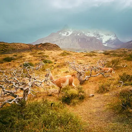 Guanacos in Torres del Paine